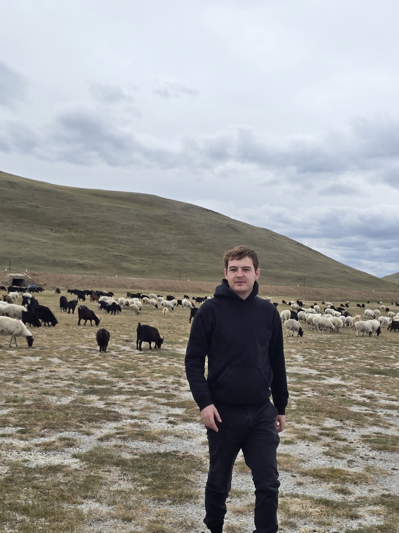 Exploring open countryside with a grazing herd